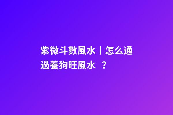 紫微斗數風水丨怎么通過養狗旺風水？